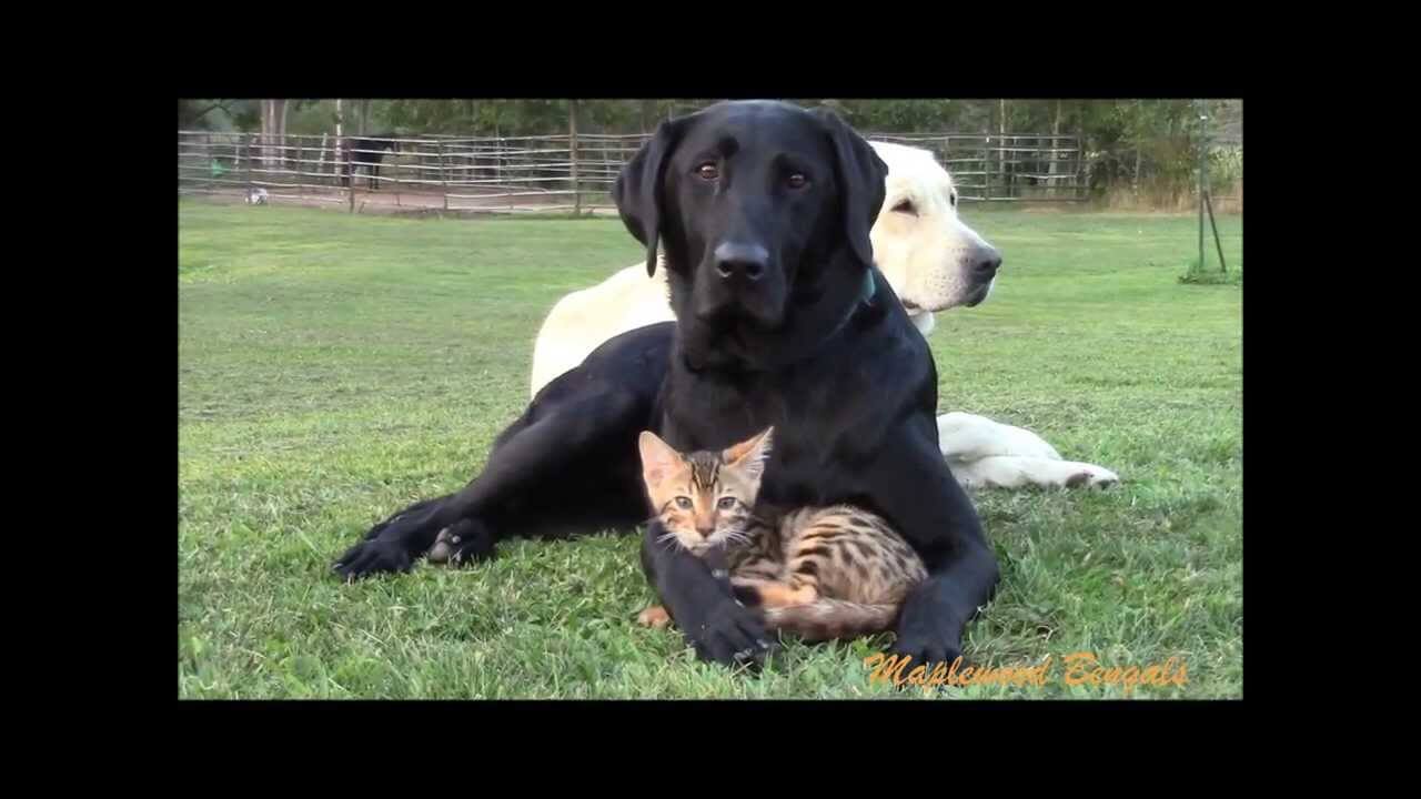 Can Cats Love Dogs?